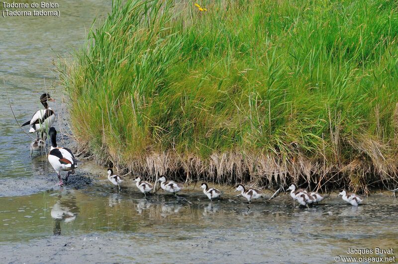 Tadornes de Belon (Common Shelduck, Tadorna tadorna), promenade en famille, Ile de Texel, Pays-bas.